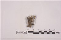 藏品(亞多型石蕊)的圖片